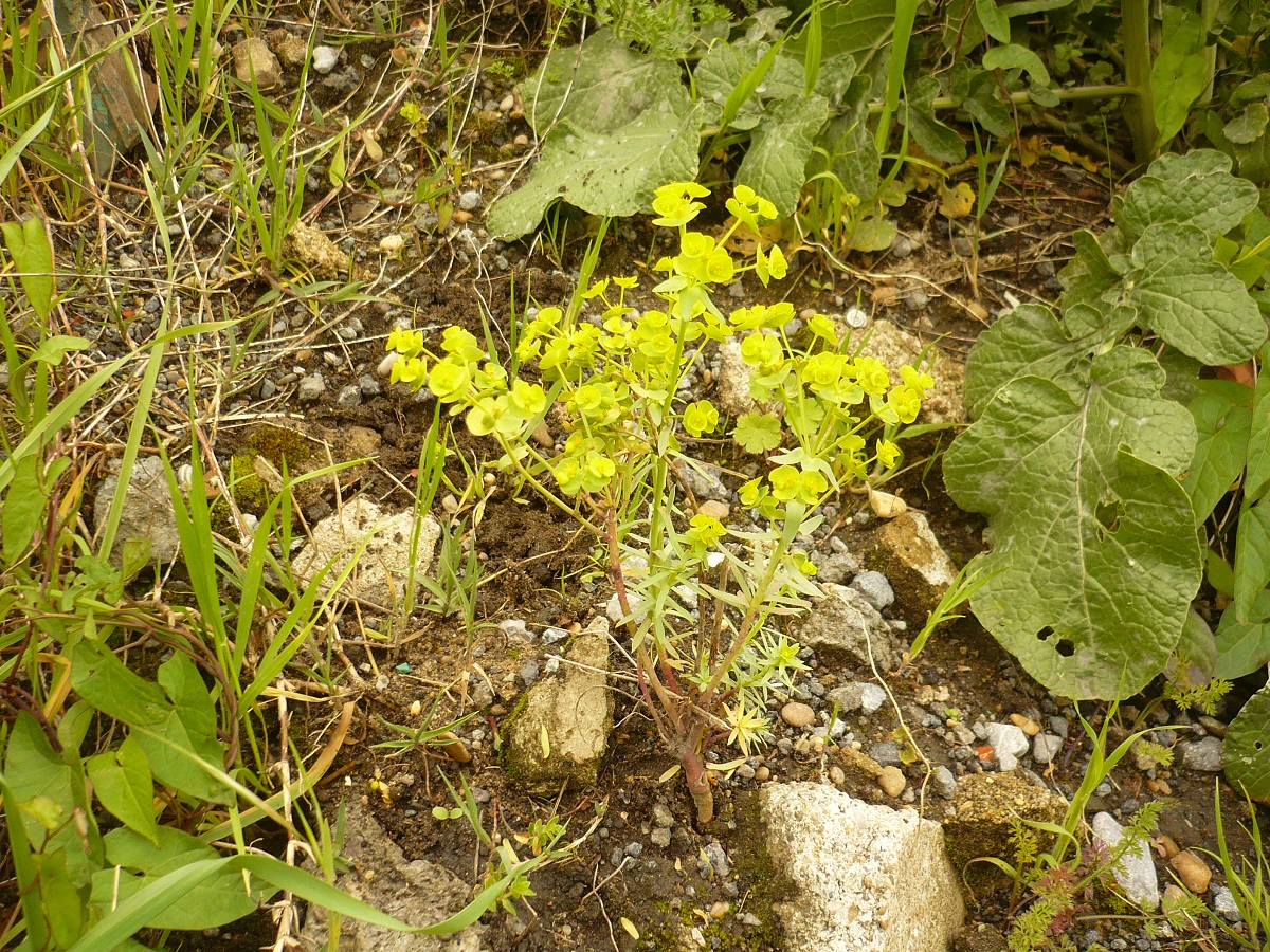 Euphorbia segetalis subsp. portlandica (Euphorbiaceae)